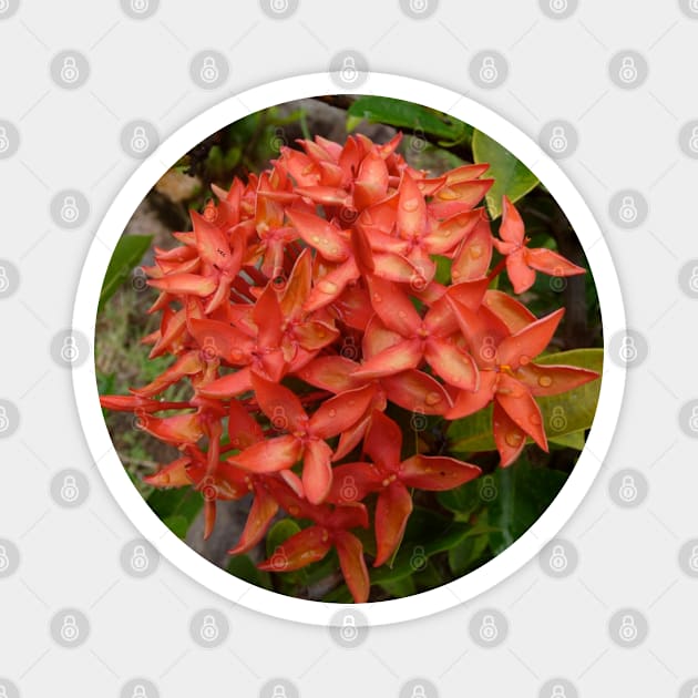 Orange Flower Magnet by HFGJewels